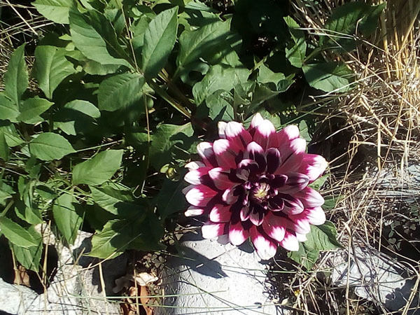 le dahlia